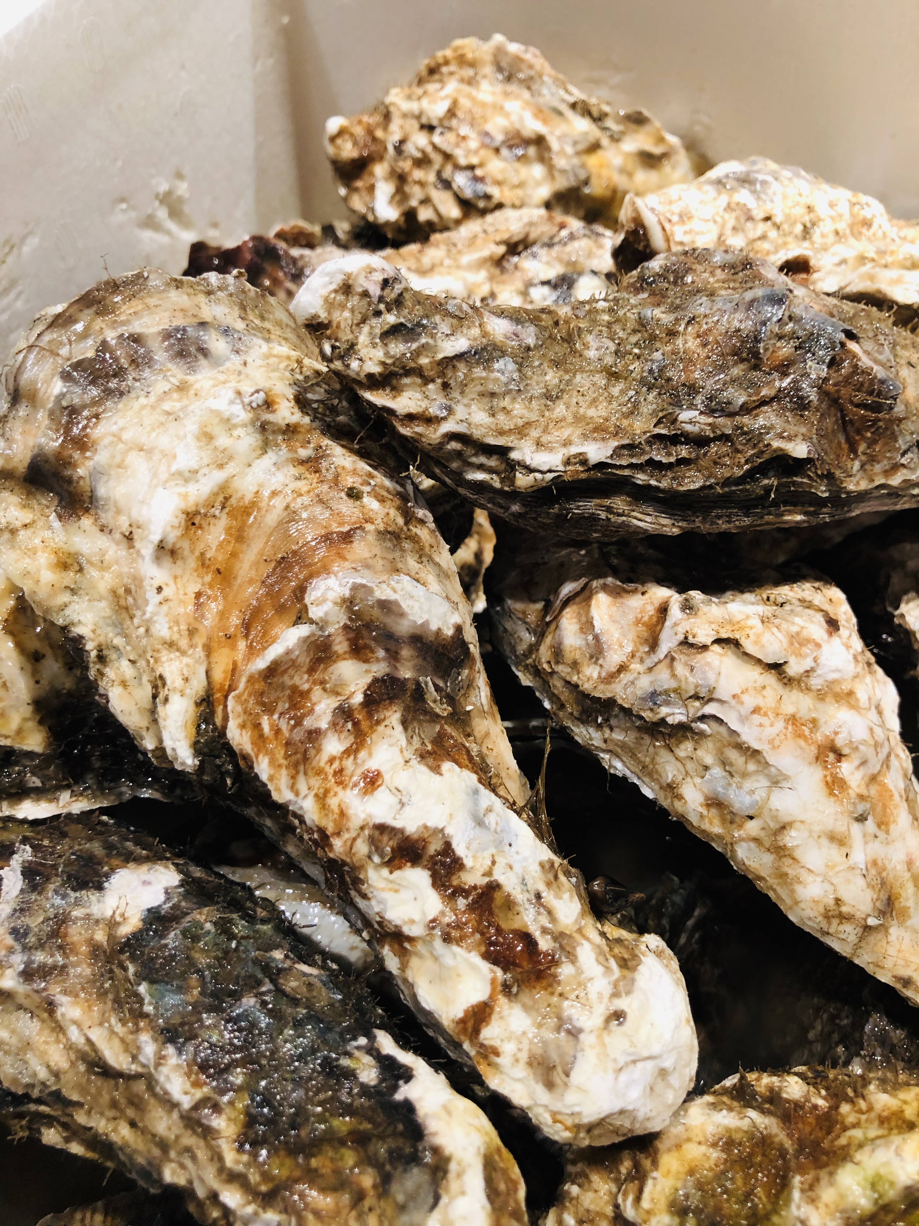 Oyster Bar Churi
